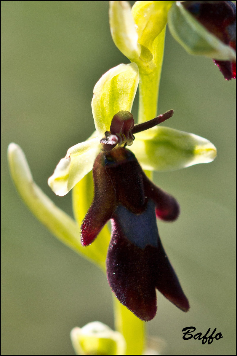 Ophrys insectifera L